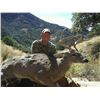 Image 3 : 5-DAY TROPHY ARIZONA COUES/WHITETAIL DEER HUNT FOR 2 HUNTERS WITH DIAMOND OUTFITTERS OF ARIZONA