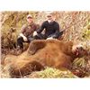 Image 2 : ALASKA UNIMAK ISLAND BROWN BEAR PERMIT