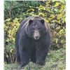 Image 8 : ALASKA UNIMAK ISLAND BROWN BEAR PERMIT