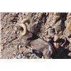 Image 2 : CALIFORNIA DESERT BIGHORN SHEEP PERMIT