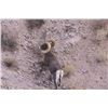 Image 8 : CALIFORNIA DESERT BIGHORN SHEEP PERMIT