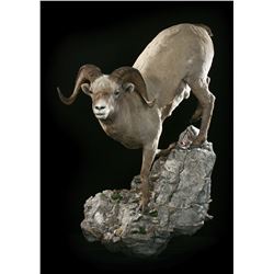 LIFE-SIZE SHEEP WALL MOUNT