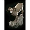 LIFE-SIZE SHEEP WALL MOUNT