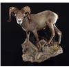 Image 7 : LIFE-SIZE SHEEP WALL MOUNT