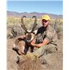 2016 OREGON SPECIAL PRONGHORN ANTELOPE AUCTION TAG