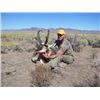 Image 2 : 2016 OREGON SPECIAL PRONGHORN ANTELOPE AUCTION TAG
