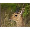 Image 8 : 7-DA7 KUDU, BUSHBUCK, MTN. REEDBUCK & WILDEBEEST FOR  2 HUNTERS AND 2 NON HUNTERS
