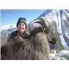 Image 4 : 6-DAY BULL TAHR HUNT FOR 2 HUNTERS IN NEW ZEALAND