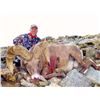 Image 2 : STATE OF MONTANA BIGHORN SHEEP LICENSE