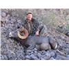 Image 10 : DESERT BIGHORN SHEEP PERMIT & HUNT EL VIZCAINO BIOSPHERE RESERVE, BAJA CALIFORNIA SUR, MEXICO