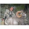 Image 12 : DESERT BIGHORN SHEEP PERMIT & HUNT EL VIZCAINO BIOSPHERE RESERVE, BAJA CALIFORNIA SUR, MEXICO