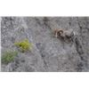 Image 3 : DESERT BIGHORN SHEEP PERMIT & HUNT EL VIZCAINO BIOSPHERE RESERVE, BAJA CALIFORNIA SUR, MEXICO