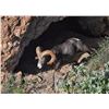 Image 4 : DESERT BIGHORN SHEEP PERMIT & HUNT EL VIZCAINO BIOSPHERE RESERVE, BAJA CALIFORNIA SUR, MEXICO