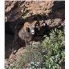 Image 5 : DESERT BIGHORN SHEEP PERMIT & HUNT EL VIZCAINO BIOSPHERE RESERVE, BAJA CALIFORNIA SUR, MEXICO