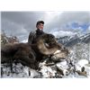 Image 10 : TAOS PUEBLO ROCKY MOUNTAIN BIGHORN SHEEP PERMIT