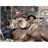 Image 13 : TAOS PUEBLO ROCKY MOUNTAIN BIGHORN SHEEP PERMIT