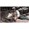 Image 14 : TAOS PUEBLO ROCKY MOUNTAIN BIGHORN SHEEP PERMIT
