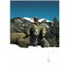 Image 15 : TAOS PUEBLO ROCKY MOUNTAIN BIGHORN SHEEP PERMIT