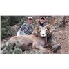 Image 16 : TAOS PUEBLO ROCKY MOUNTAIN BIGHORN SHEEP PERMIT