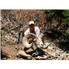 Image 17 : TAOS PUEBLO ROCKY MOUNTAIN BIGHORN SHEEP PERMIT