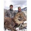 Image 4 : TAOS PUEBLO ROCKY MOUNTAIN BIGHORN SHEEP PERMIT