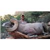 Image 11 : UTAH DIRTY DEVIL/ HENRY MOUNTAINS/LA SAL/ SAN JUAN DESERT SHEEP PERMIT