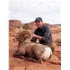Image 3 : UTAH DIRTY DEVIL/ HENRY MOUNTAINS/LA SAL/ SAN JUAN DESERT SHEEP PERMIT