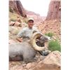 Image 7 : UTAH DIRTY DEVIL/ HENRY MOUNTAINS/LA SAL/ SAN JUAN DESERT SHEEP PERMIT