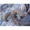 Image 8 : UTAH DIRTY DEVIL/ HENRY MOUNTAINS/LA SAL/ SAN JUAN DESERT SHEEP PERMIT