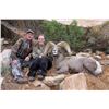 Image 9 : UTAH DIRTY DEVIL/ HENRY MOUNTAINS/LA SAL/ SAN JUAN DESERT SHEEP PERMIT