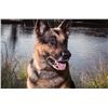 Image 8 : FRIEND, BEST PROTECTION, BEST OPTION - SVALINN DOG