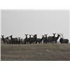 Image 10 : 2016 NEBRASKA GAME AND  PARKS COMMISSION ELK TAG