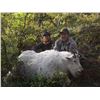 Image 5 : 8-DAY MOUNTAIN GOAT HUNT FOR 1 HUNTER