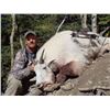 Image 7 : 8-DAY MOUNTAIN GOAT HUNT FOR 1 HUNTER