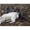 Image 8 : 8-DAY MOUNTAIN GOAT HUNT FOR 1 HUNTER
