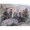 Image 11 : ARIZONA DESERT BIGHORN SHEEP PERMIT