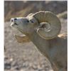 Image 12 : ARIZONA DESERT BIGHORN SHEEP PERMIT