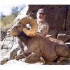 Image 13 : ARIZONA DESERT BIGHORN SHEEP PERMIT