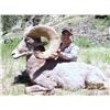 Image 15 : ARIZONA DESERT BIGHORN SHEEP PERMIT