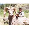 Image 16 : ARIZONA DESERT BIGHORN SHEEP PERMIT