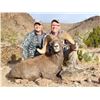 ARIZONA DESERT BIGHORN SHEEP PERMIT