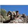 Image 3 : ARIZONA DESERT BIGHORN SHEEP PERMIT