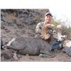 Image 4 : ARIZONA DESERT BIGHORN SHEEP PERMIT