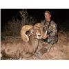 Image 5 : ARIZONA DESERT BIGHORN SHEEP PERMIT