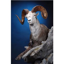 LIFE-SIZE WILD SHEEP MOUNT