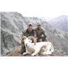 Image 4 : 14-DAY DALL’S SHEEP AND GRIZZLY/BLACK BEAR AND WOLF HUNT FOR 1 WOUNDED WARRIOR OUTDOORS MEMBER & THE