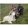 Image 5 : 14-DAY DALL’S SHEEP AND GRIZZLY/BLACK BEAR AND WOLF HUNT FOR 1 WOUNDED WARRIOR OUTDOORS MEMBER & THE