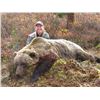 Image 6 : 14-DAY DALL’S SHEEP AND GRIZZLY/BLACK BEAR AND WOLF HUNT FOR 1 WOUNDED WARRIOR OUTDOORS MEMBER & THE