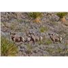 Image 1 : CHIHUAHUA DESERT BIGHORN SHEEP PERMIT