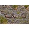 CHIHUAHUA DESERT BIGHORN SHEEP PERMIT